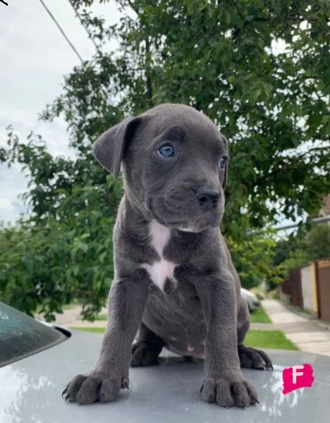 pitbull cuccioli in vendita | Foto 0