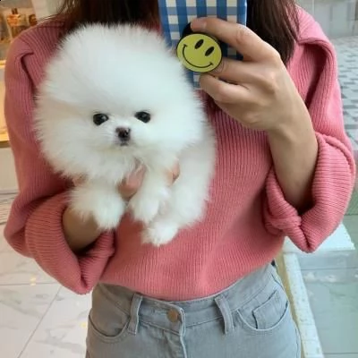 vendo due simpatici cuccioli di pomerania teacup