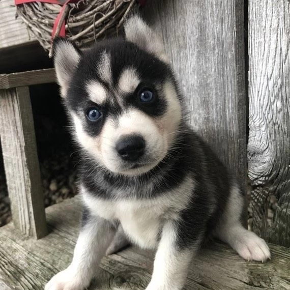 regalo cuccioli siberian husky  maschio e femmina