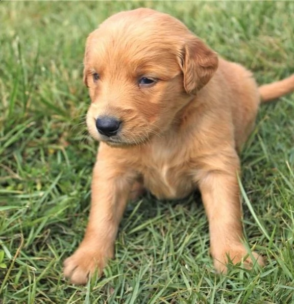 cuccioli di goldern retreiver in adozione