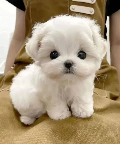 cuccioli di maltese in adozione