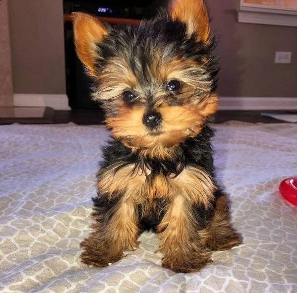 cuccioli di yorkshire terrier in adozione