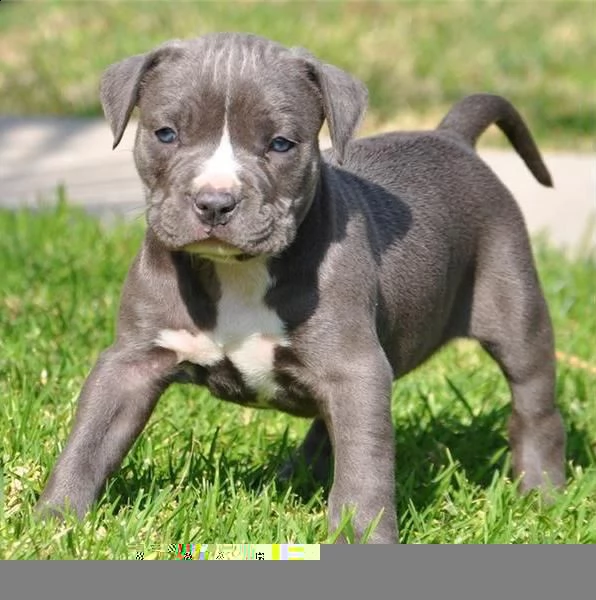 regalo cuccioli di pitbull 