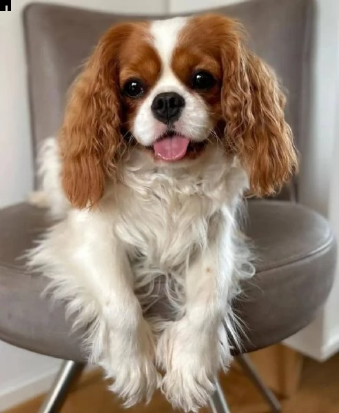 cuccioli di cavalier king in adozione