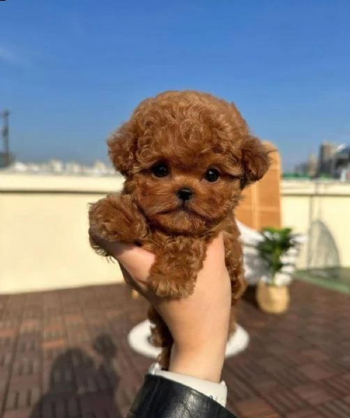 cuccioli di barboncino in adozione