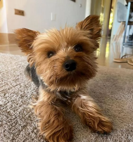 cuccioli di yorkshire terrier in adozione