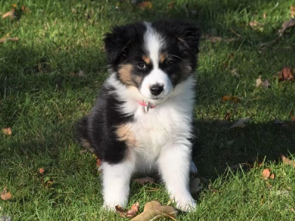 cuccioli di pastore australiano