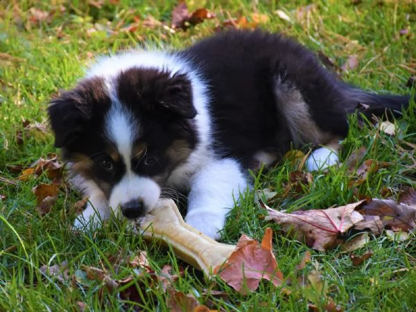 cuccioli di pastore australiano | Foto 3