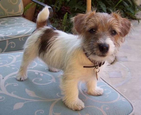 cuccioli di jack russell in adozione