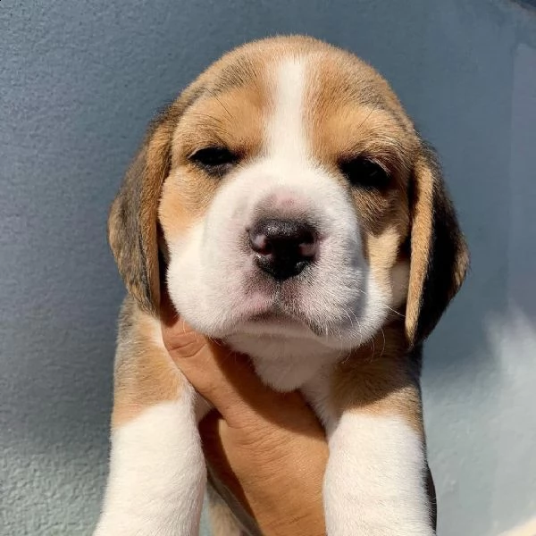 cuccioli di beagle in adozione