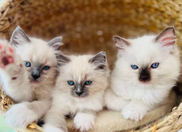 gatto  di ragdoll maschio e femmina