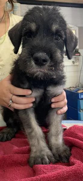 disponibili cuccioli schnauzer gigante pepe sale | Foto 2