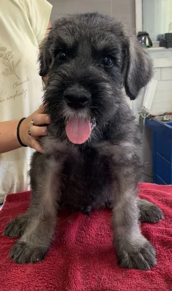 disponibili cuccioli schnauzer gigante pepe sale | Foto 0