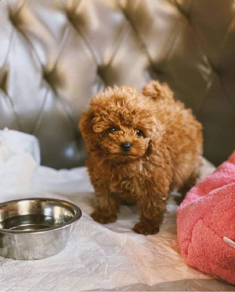 cuccioli di barboncini toy | Foto 0