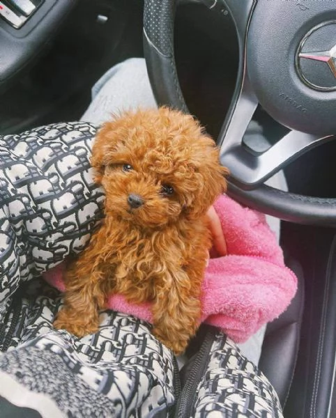 cuccioli di barboncini toy