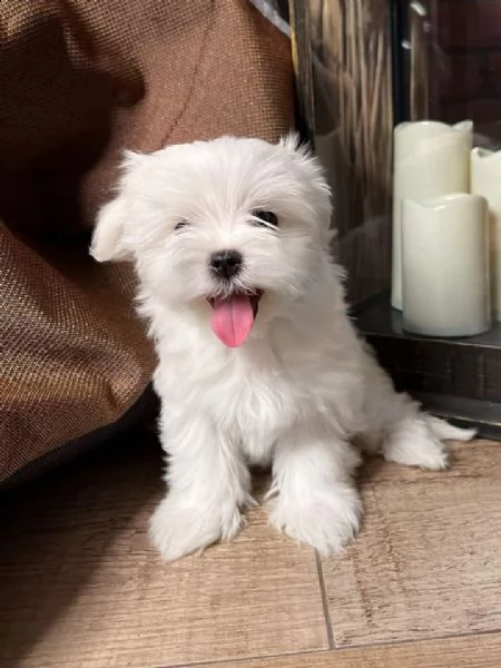 cuccioli maltesi maschio e femmina