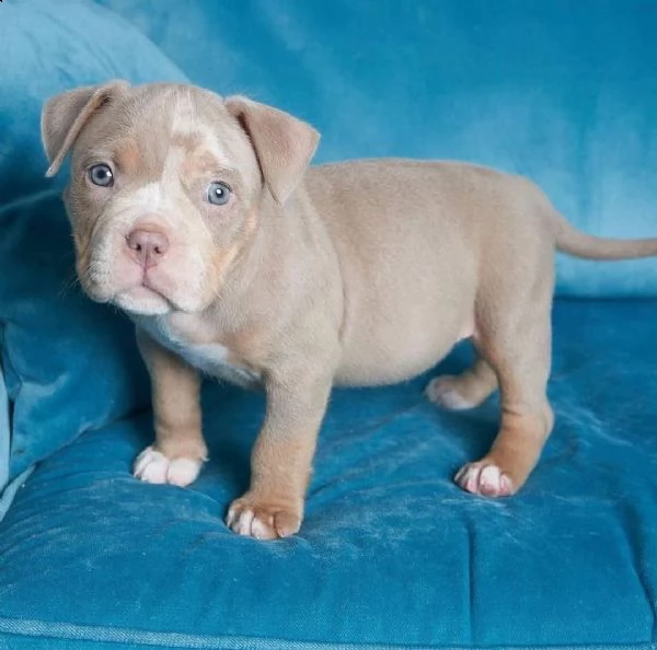 adorabili cuccioli di pitbull in adozione,