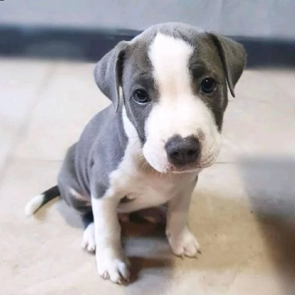 adorabili cuccioli di pitbull in adozione, | Foto 0