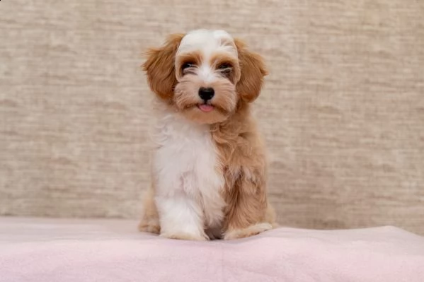 havanese bichon cuccioli | Foto 3