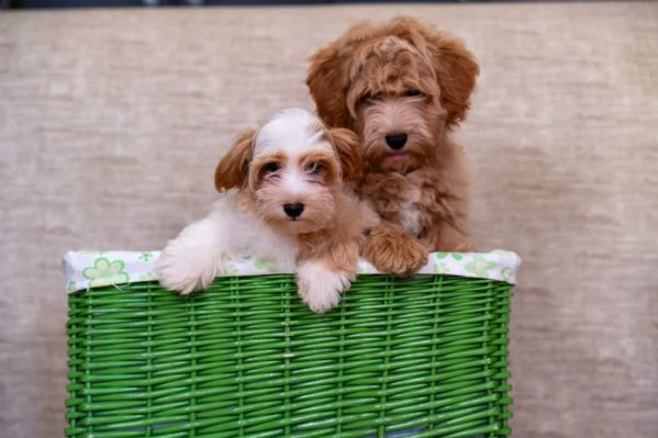 havanese bichon cuccioli | Foto 2