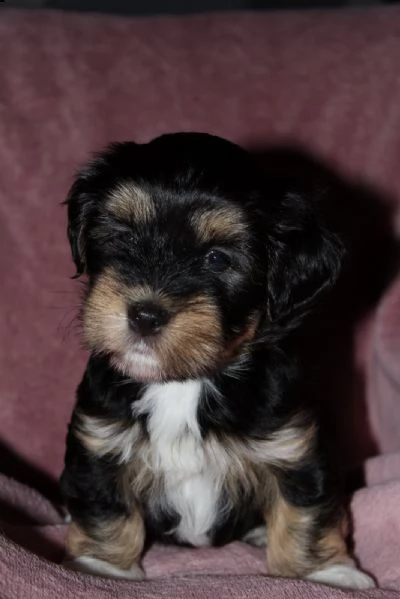 havanese bichon cuccioli