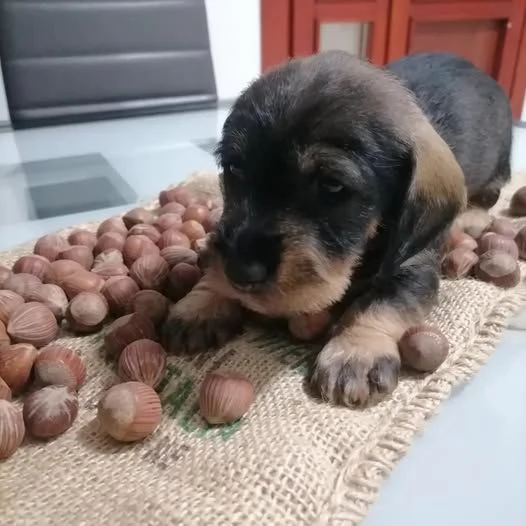 CUCCIOLO CUCCIOLI BASSOTTO PELO DURO | Foto 1