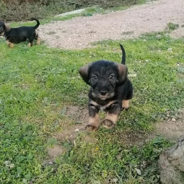 BASSOTTO CUCCIOLO CUCCIOLI PELO DURO | Foto 5