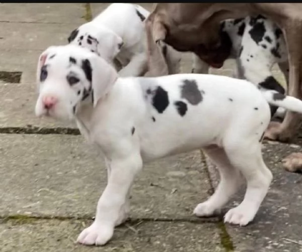 regalo adorabili cuccioli alano femminucce e maschietti