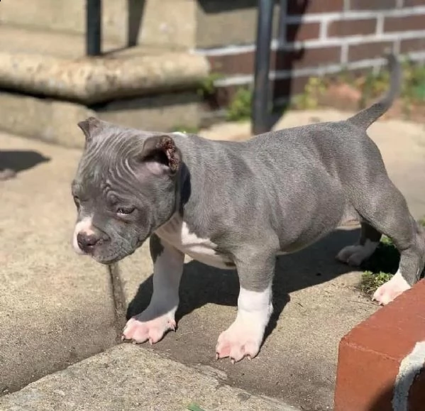 bellissimi cuccioli di pitbull da adottare