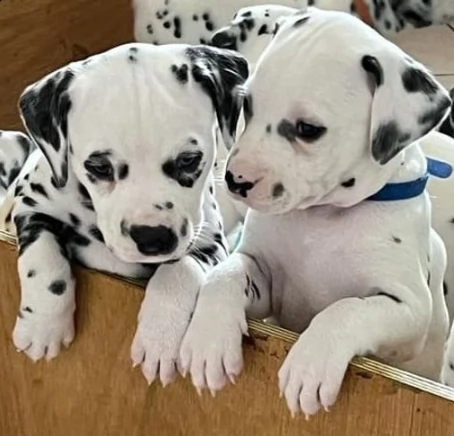 adozione di cuccioli dalmata