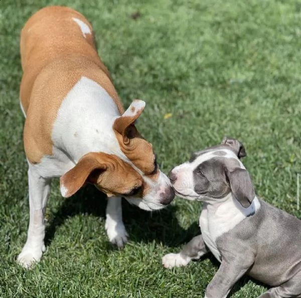 simpatici cuccioli di pitbull in adozione | Foto 0