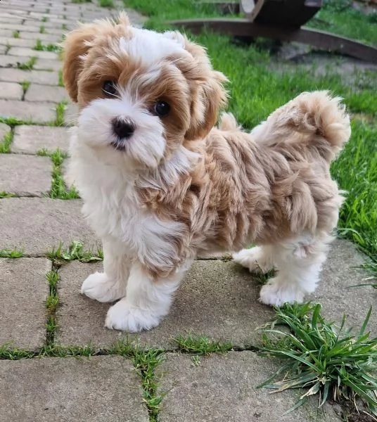 dolcissimi cuccioli di havanese