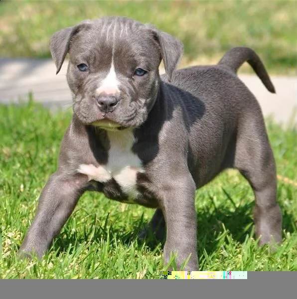 regalo cuccioli di pitbull 