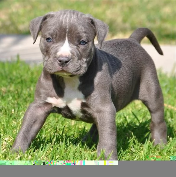 regalo cuccioli di pitbull 