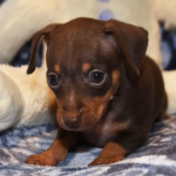 regalo  cuccioli pinscher