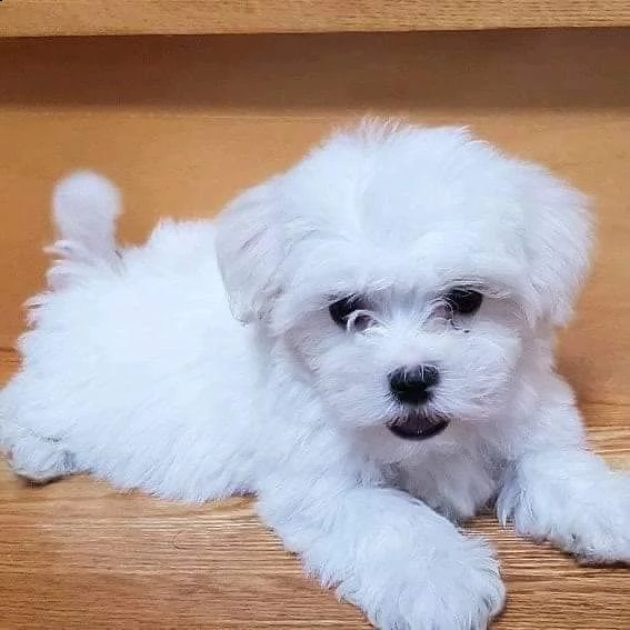 cuccioli di maltese toy!!! | Foto 0