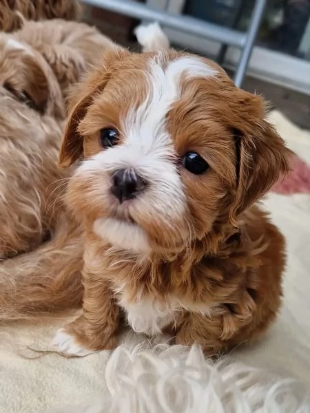 cuccioli di havanese disponibili | Foto 4