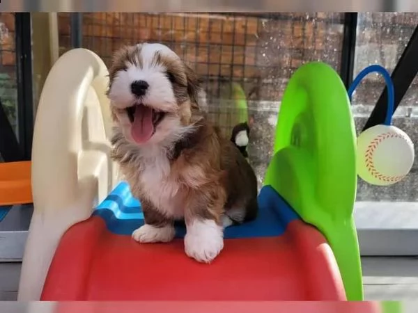 cuccioli di havanese disponibili | Foto 1