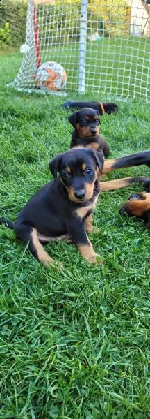 cuccioli di pinscher tedeschi | Foto 1