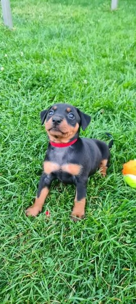 cuccioli di pinscher tedeschi | Foto 0