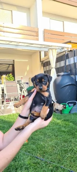 cuccioli di pinscher tedeschi