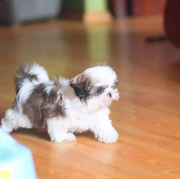 due cuccioli di shihtzu toy!!!