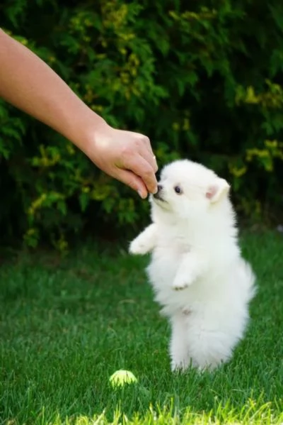 cuccioli di pomerania crema/bianco