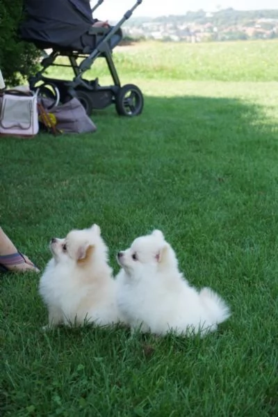 cuccioli di pomerania crema/bianco | Foto 1