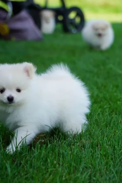 cuccioli di pomerania crema/bianco | Foto 0