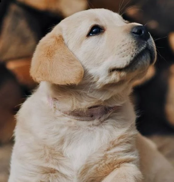 regalo bello labrador cuccioli maschi e femmine bello labrador , maschio e femmina, sverminato, con 