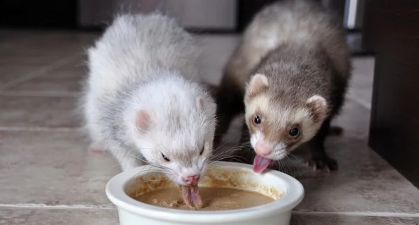 i migliori cuccioli di furetto per te,