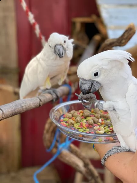 pappagalli cacatua parlanti pronti.