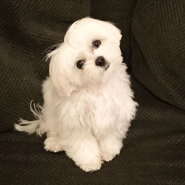 cuccioli di razza mini maltese