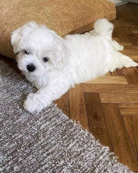 maltese toy cuccioli